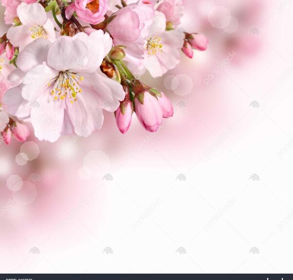 عکس بهار تصویر زمینه