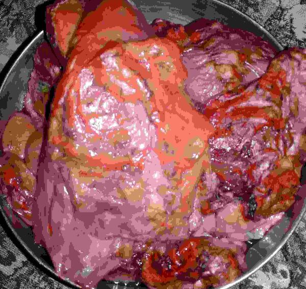 عکس جگر سفید