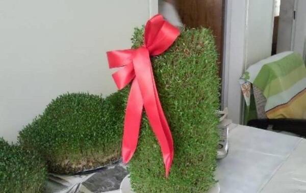 عکس سبزه عید عروس