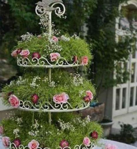 عکس سبزه عید عروس