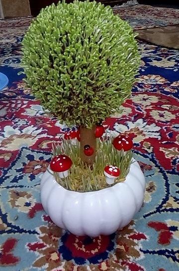 عکس سبزه عید عروس