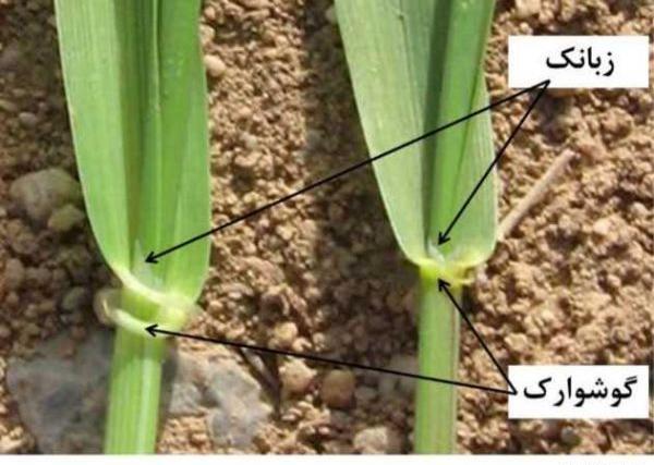 عکس جو سبز