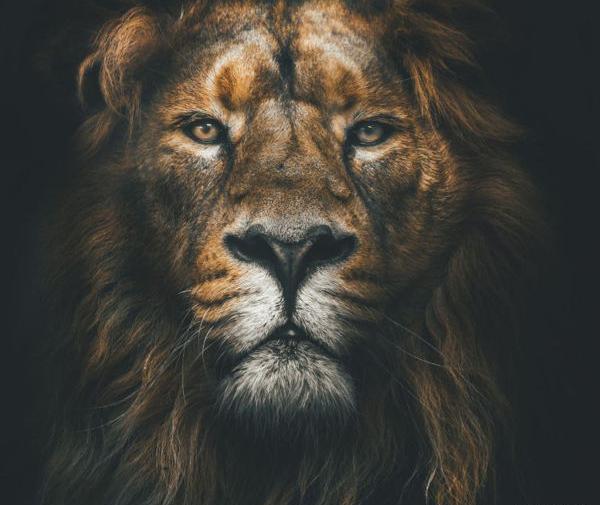 عکس شیر فانتزی