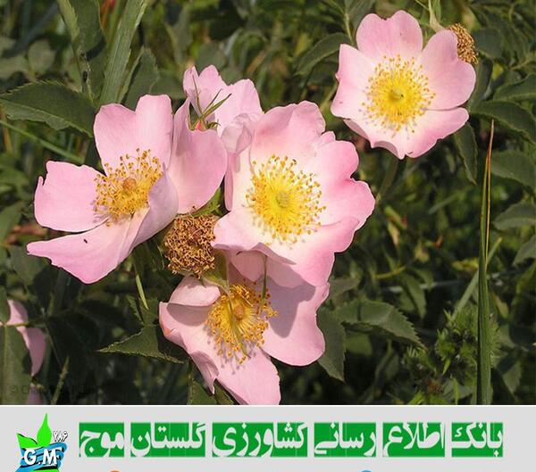 عکس گل نسترن
