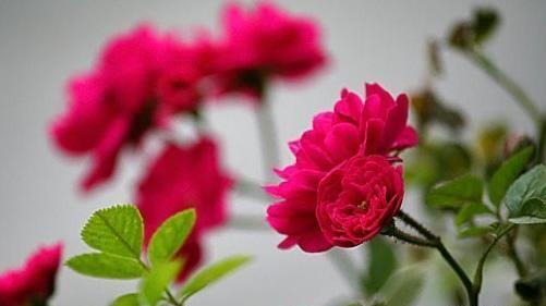 عکس گل نسترن