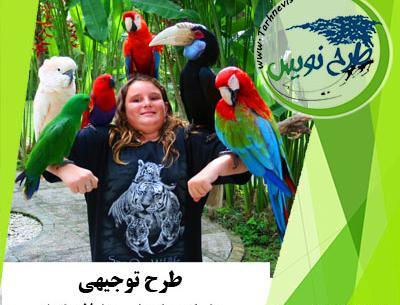 عکس طوطی ها