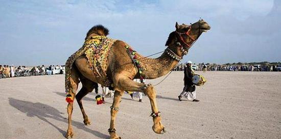 عکس شتر هرمزگان