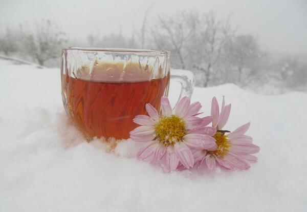 عکس چای در برف