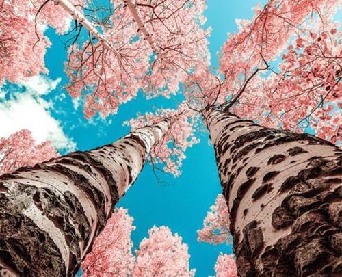 عکس بهاری برای پروفایل واتساپ