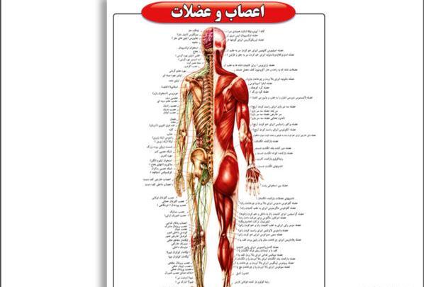 عکس آناتومی اسکلت بدن انسان