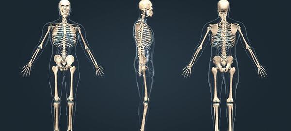 عکس آناتومی اسکلت بدن انسان