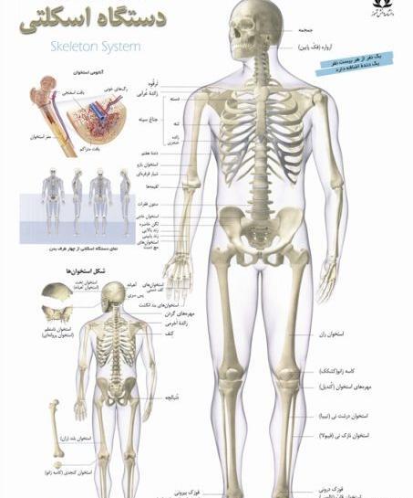 عکس آناتومی اسکلت بدن انسان