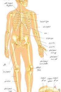 عکس آناتومی اسکلت بدن انسان