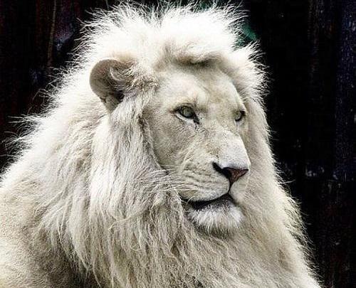 عکس شیر نر سفید