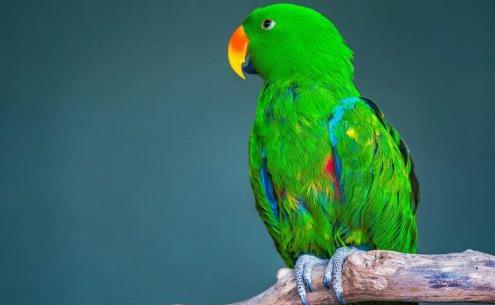 عکس طوطی تصویر زمینه