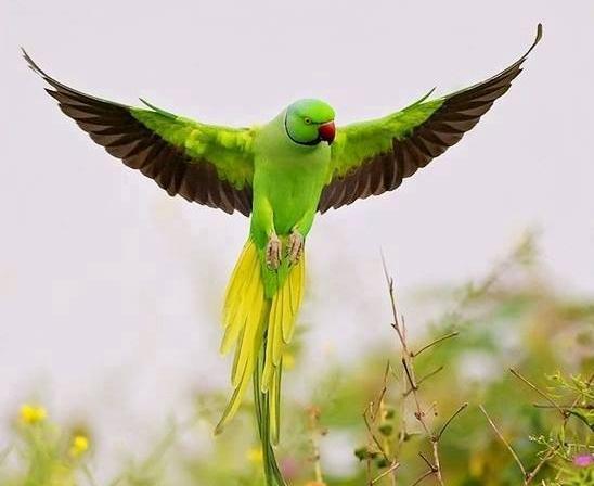 عکس طوطی جهان