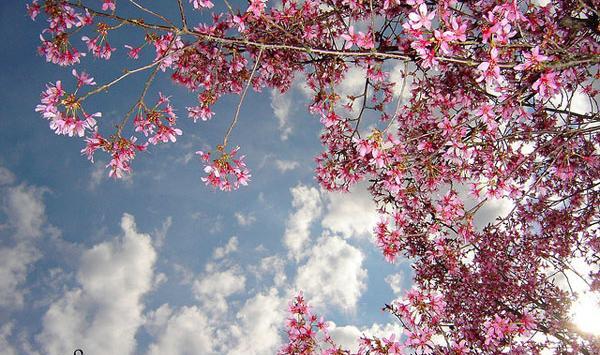 عکس بهاری اچ دی