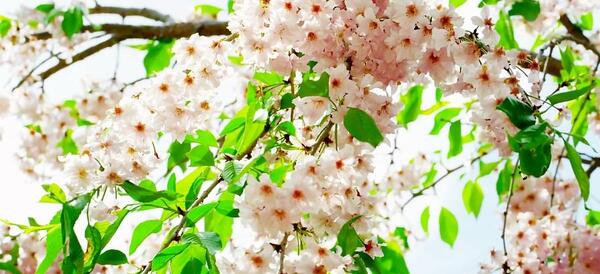 عکس بهاری اچ دی