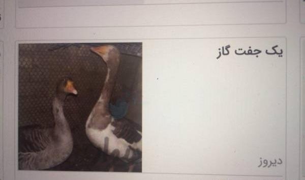 عکس غاز خنده دار