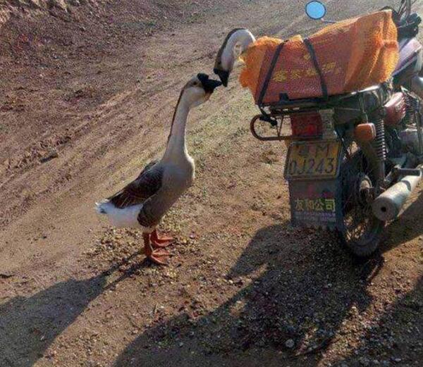 عکس غاز خنده دار