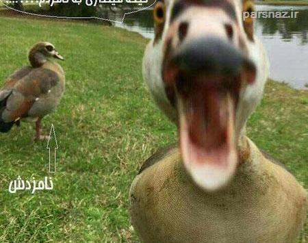 عکس غاز خنده دار