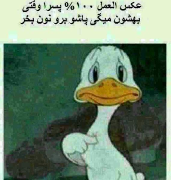 عکس غاز خنده دار