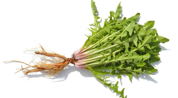 عکس چای قاصدک