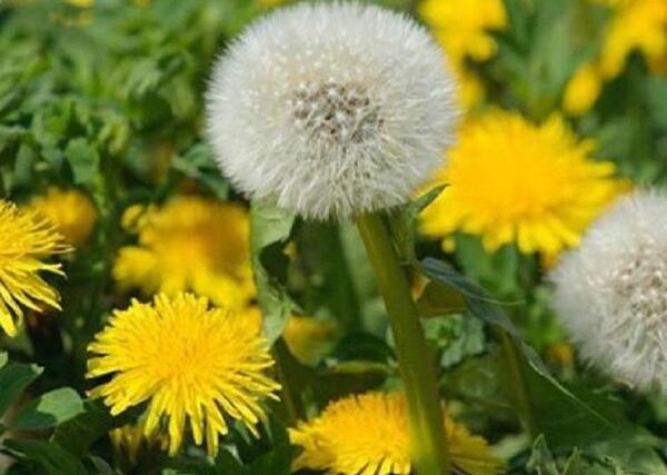 عکس چای قاصدک