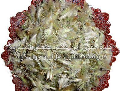 عکس چای قاصدک