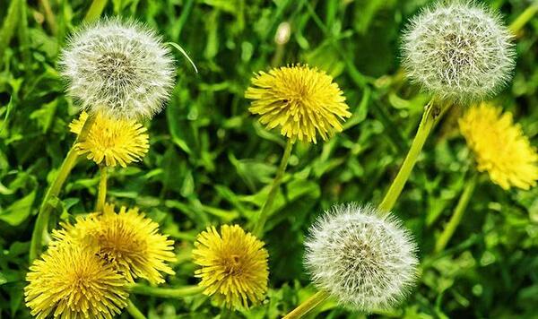 عکس چای قاصدک
