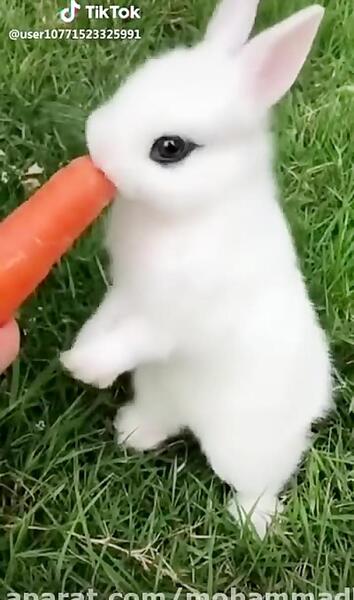 عکس خرگوش ناز