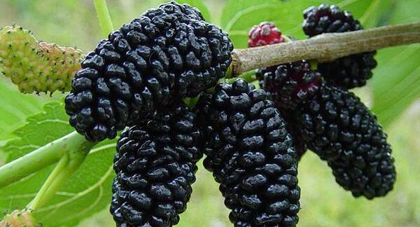 عکس شاه توت سیاه
