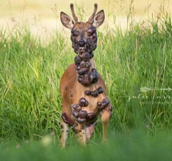 عکس زیباترین آهوی جهان