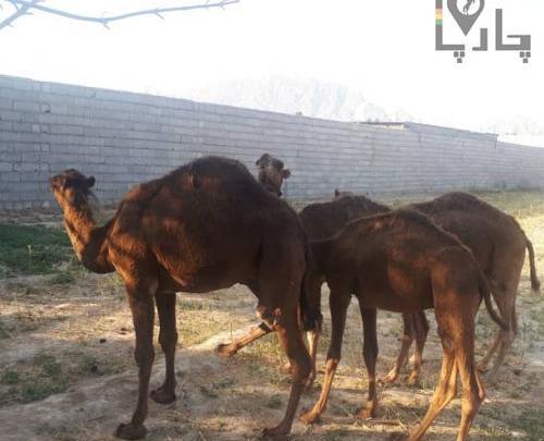 عکس شتر سه کوهانه