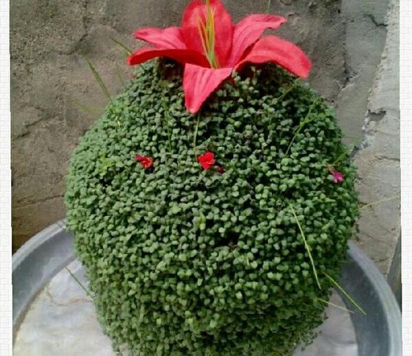 عکس سبزه عید با کوزه