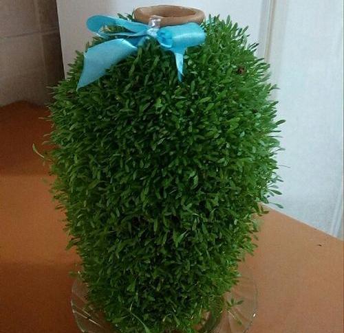 عکس سبزه عید با کوزه
