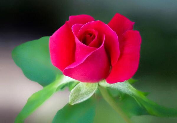 عکس زیبای طبیعت و گل