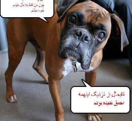 عکس خنده سگ