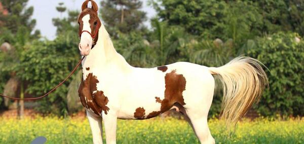عکس اسب جیپسی