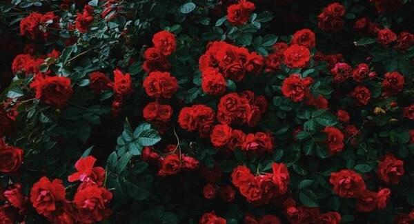 عکس زیبا گل رز