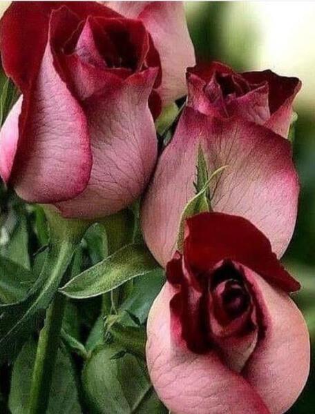 عکس زیبا گل رز