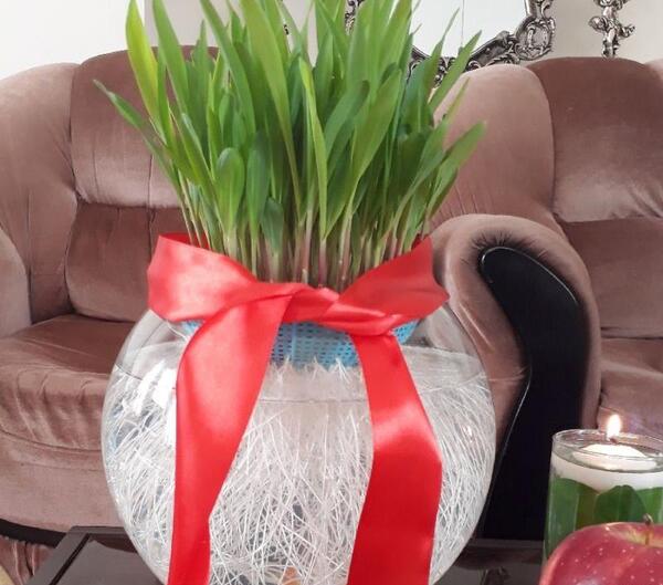 عکس جوانه زدن ذرت