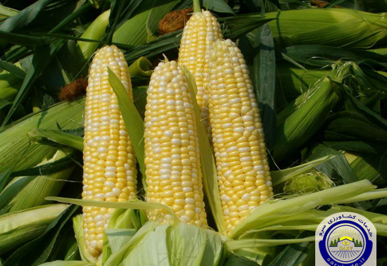 عکس جوانه زدن ذرت