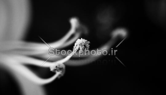 عکس سفید گرافیکی