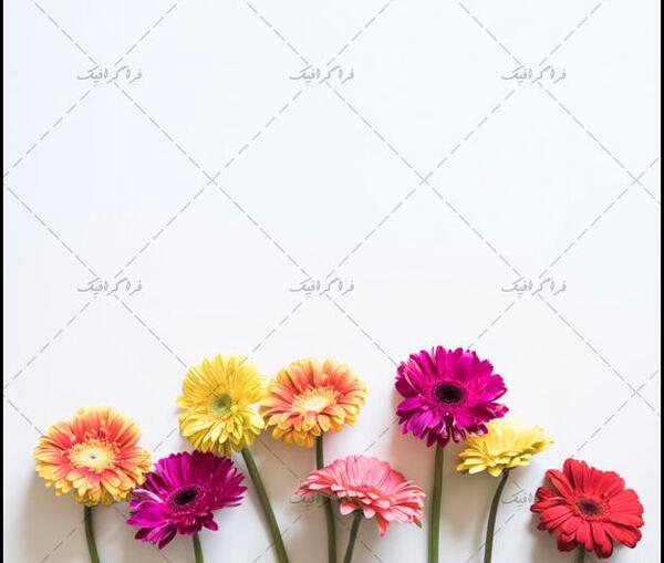 عکس سفید گرافیکی