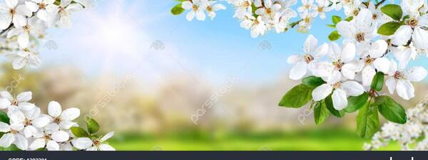 عکس طبیعت روشن