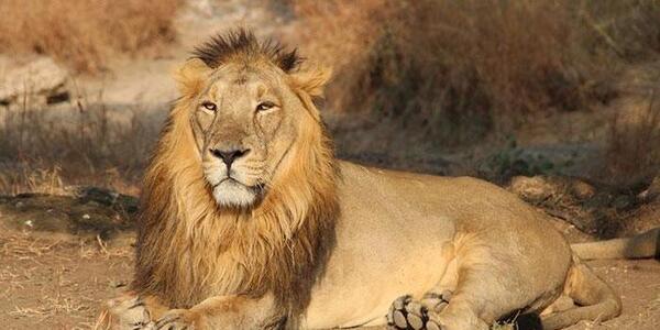 عکس شیر نشسته