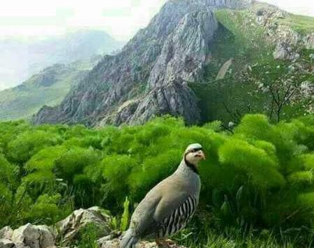 عکس طبیعت زیبای یاسوج
