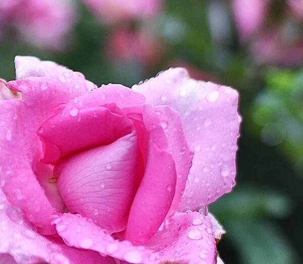 عکس زیبا آرامش