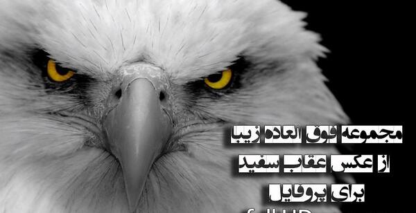 عکس پرنده ی عقاب